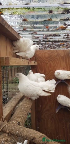 Pigeons birds Fantails and Iranian pigeons - Advert 1