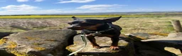 Miniature Pinscher dogs for stud: Handsome KC Miniature Pinscher for stud  - Advert 4