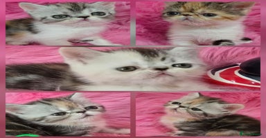 Persian cats - Advert 10