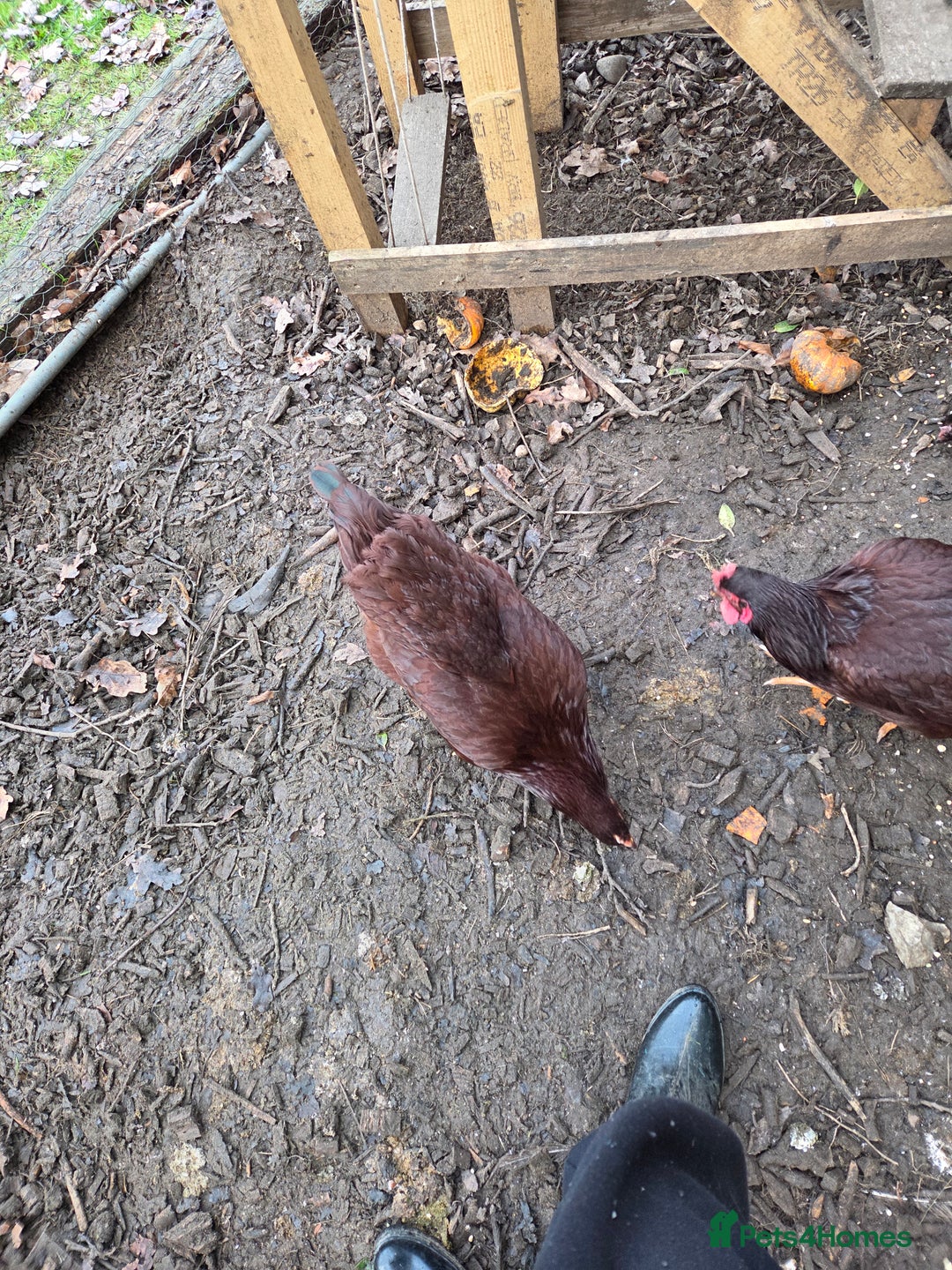 Chickens poultry for sale: Rhode Island Red POL - Advert 4