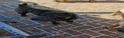 Shar Pei dogs for sale: Sharpei female - 3 years old - Advert 10