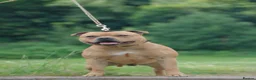 Staffordshire Bull Terrier dogs for sale: 8 outstanding K C registered puppies  - Advert 5