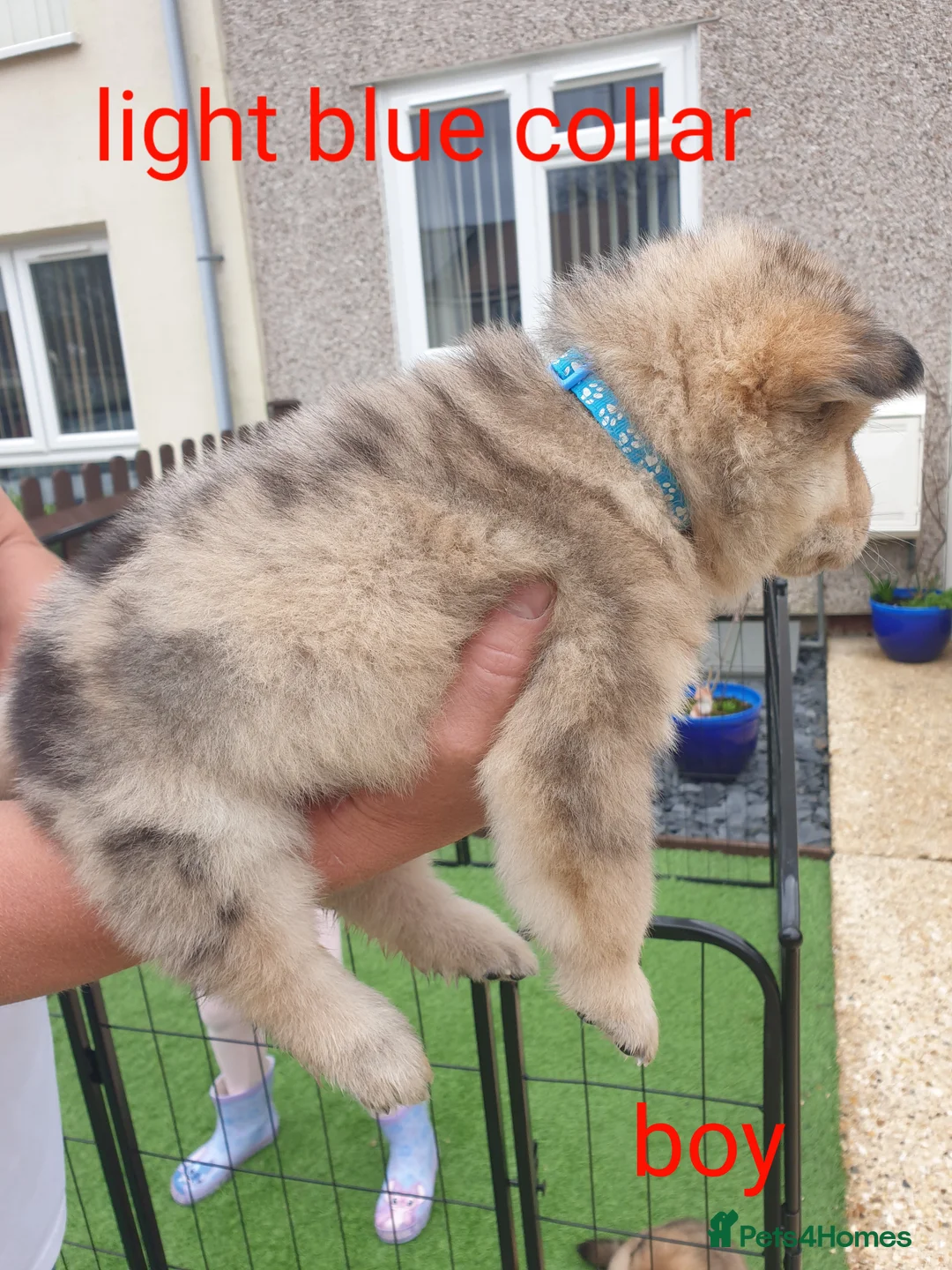 Mixed Breed dogs for sale: Hybrid chowchow/alaskan malamute  - Advert 9