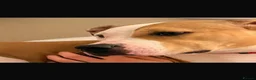 Staffordshire Bull Terrier dogs for sale: American Staffordshire Bull Terrier Puppies - Advert 2