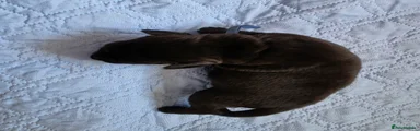 Mixed Breed 4