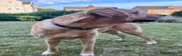 Labrador Retriever dogs for stud: Yellow Labrador Stud – 4th Gen Gun Dog Pedigree - Advert 8