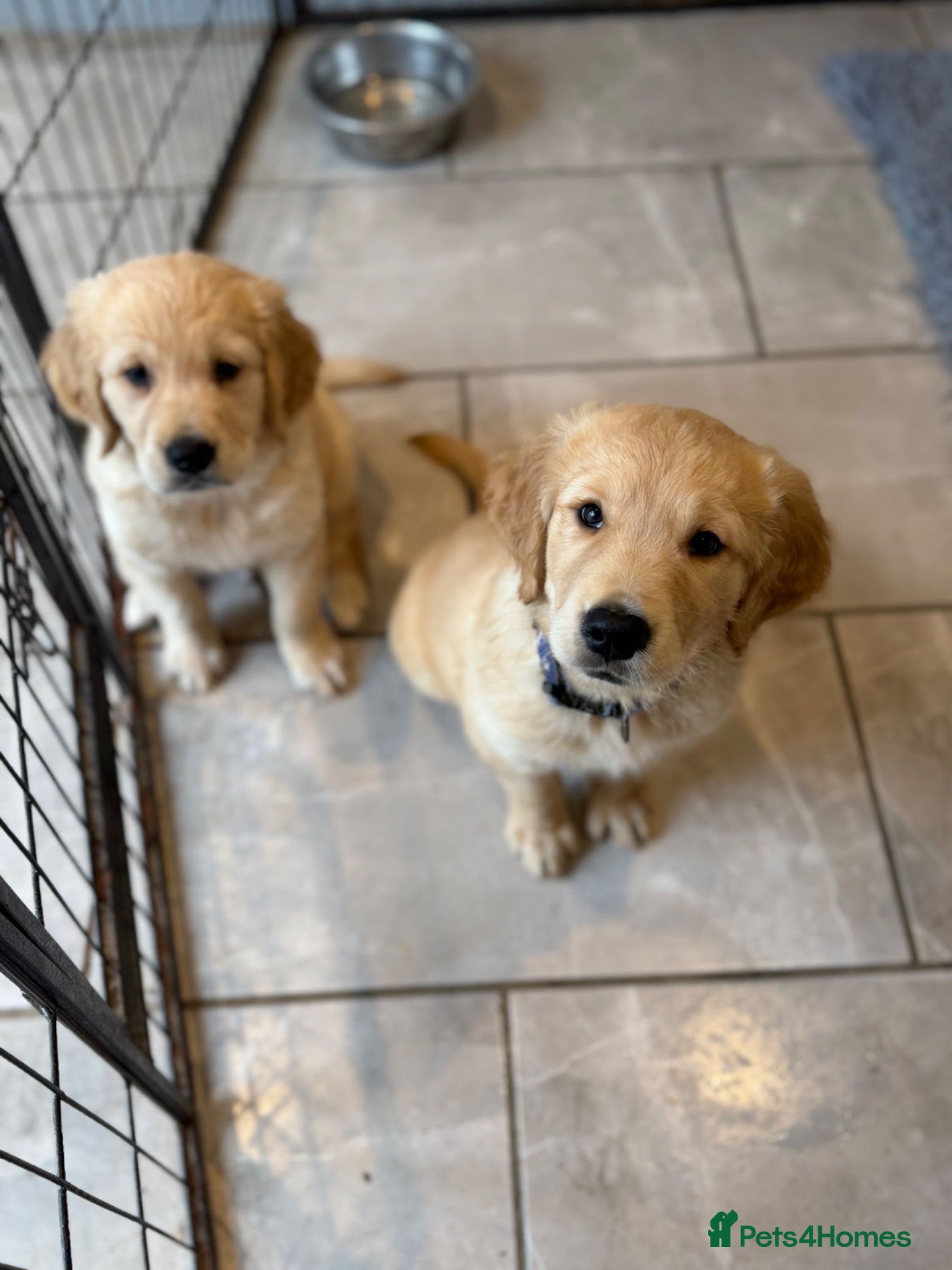 Golden Retriever dogs Beautiful KC Golden Retrievers  - Advert 1