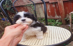 Maltese dogs for sale: Maltese - Image 11
