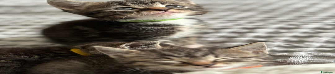 Light Green Kitten 5