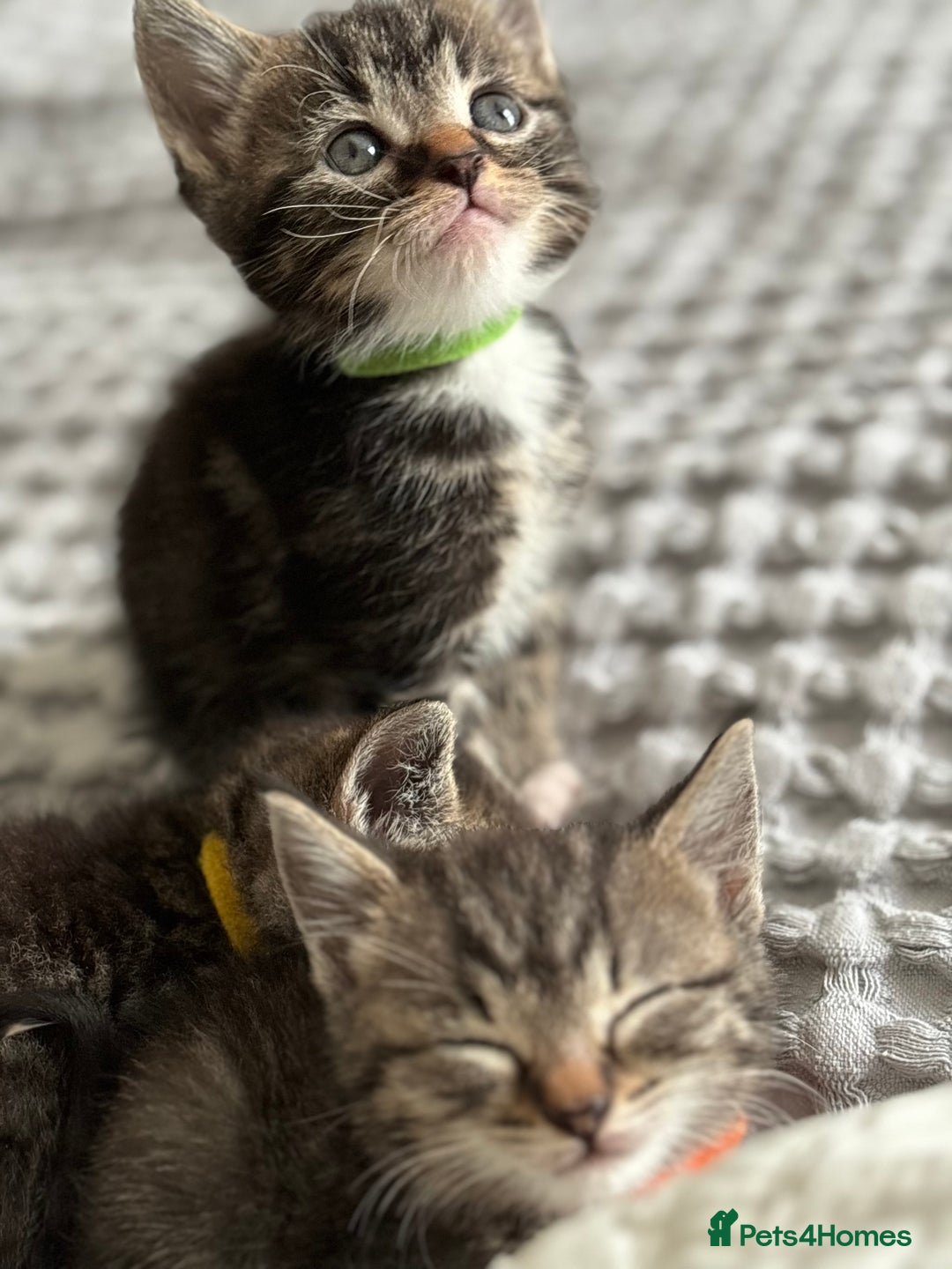 Maine Coon cats for sale: 🌟Adorable kittens now ready 4 forever home🌟 - Image 17