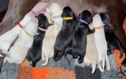Labrador Retriever dogs for sale: LABS OUTSTANDING HEALTH STATUS- 283 DNA - Image 11