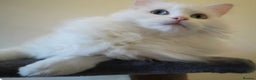 Mixed Breed cats for sale: Beautiful Long Haired kittens - Advert 7