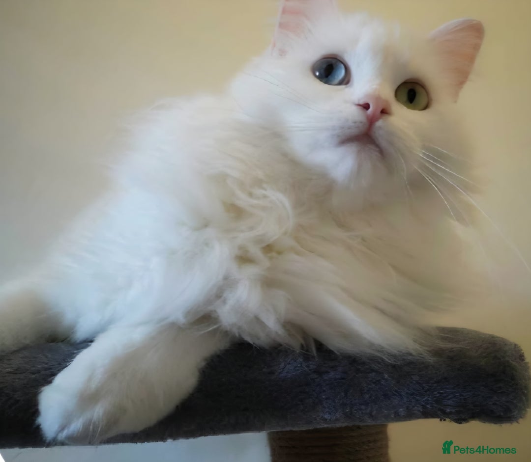 Mixed Breed cats for sale: Beautiful Long Haired kittens - Advert 7