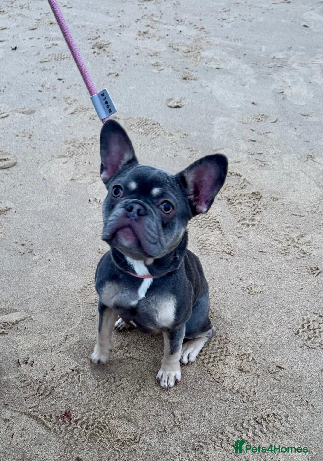 French Bulldog dogs for sale: 7 Month Old Female French Bulldog For Sale - Advert 8