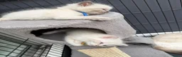Ragdoll cats for sale: Blue lynx and bi colour ragdoll kittens in Bradford - Advert 5