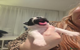 Mixed Breed dogs for sale: Pomshis - Advert 7