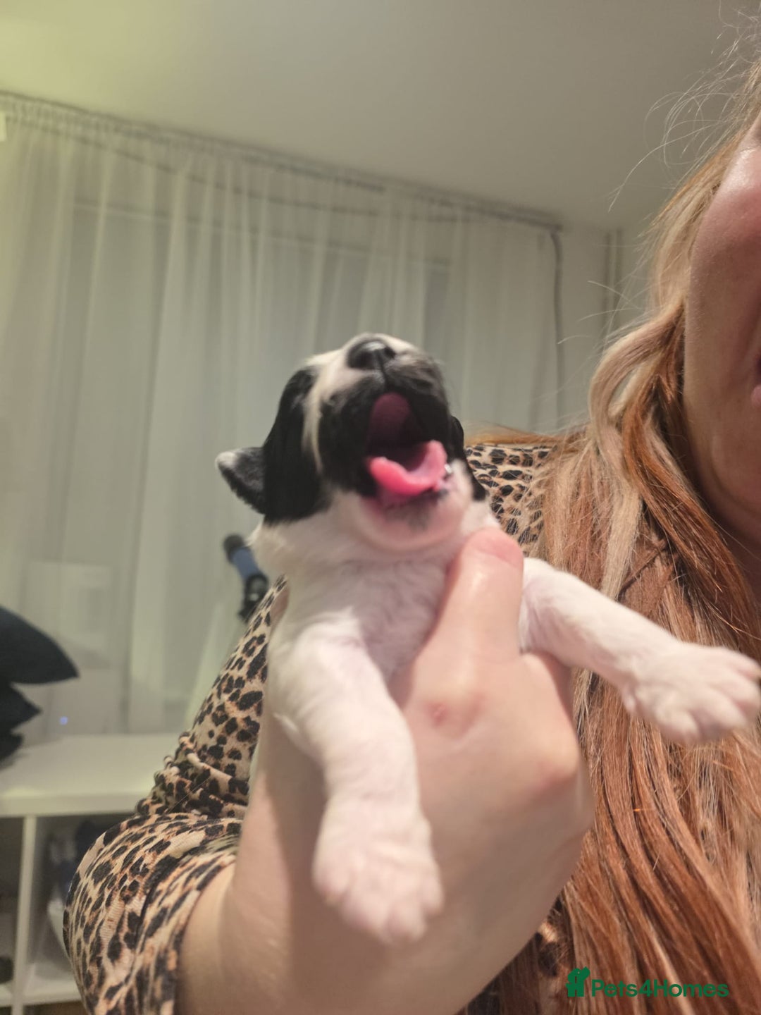 Mixed Breed dogs for sale: Pomshis - Advert 7