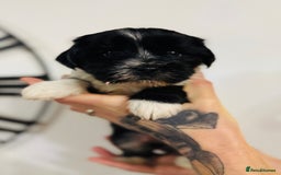 Tibetan Terrier dogs for sale: KC Reg, Fully Health Tested Tibetan Pups - Image 10