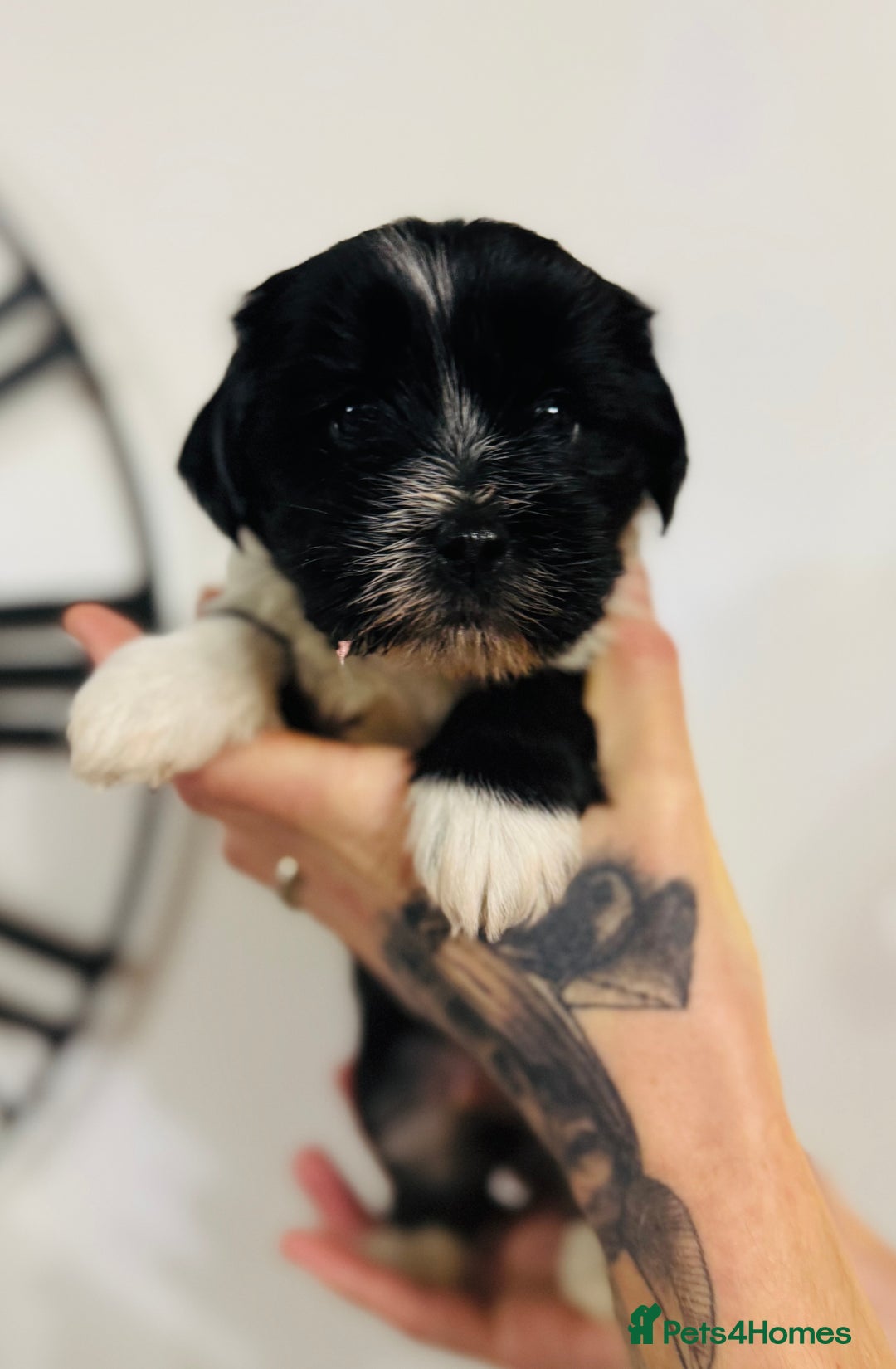 Tibetan Terrier dogs for sale: KC Reg, Fully Health Tested Tibetan Pups - Image 10