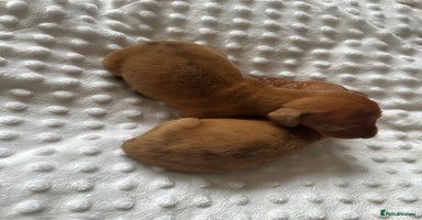 Miniature Dachshund dogs - Advert 3