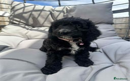 Cockapoo dogs for sale: Boni’s F1b pups, 2 little ones available 🖤🖤 - Image 1