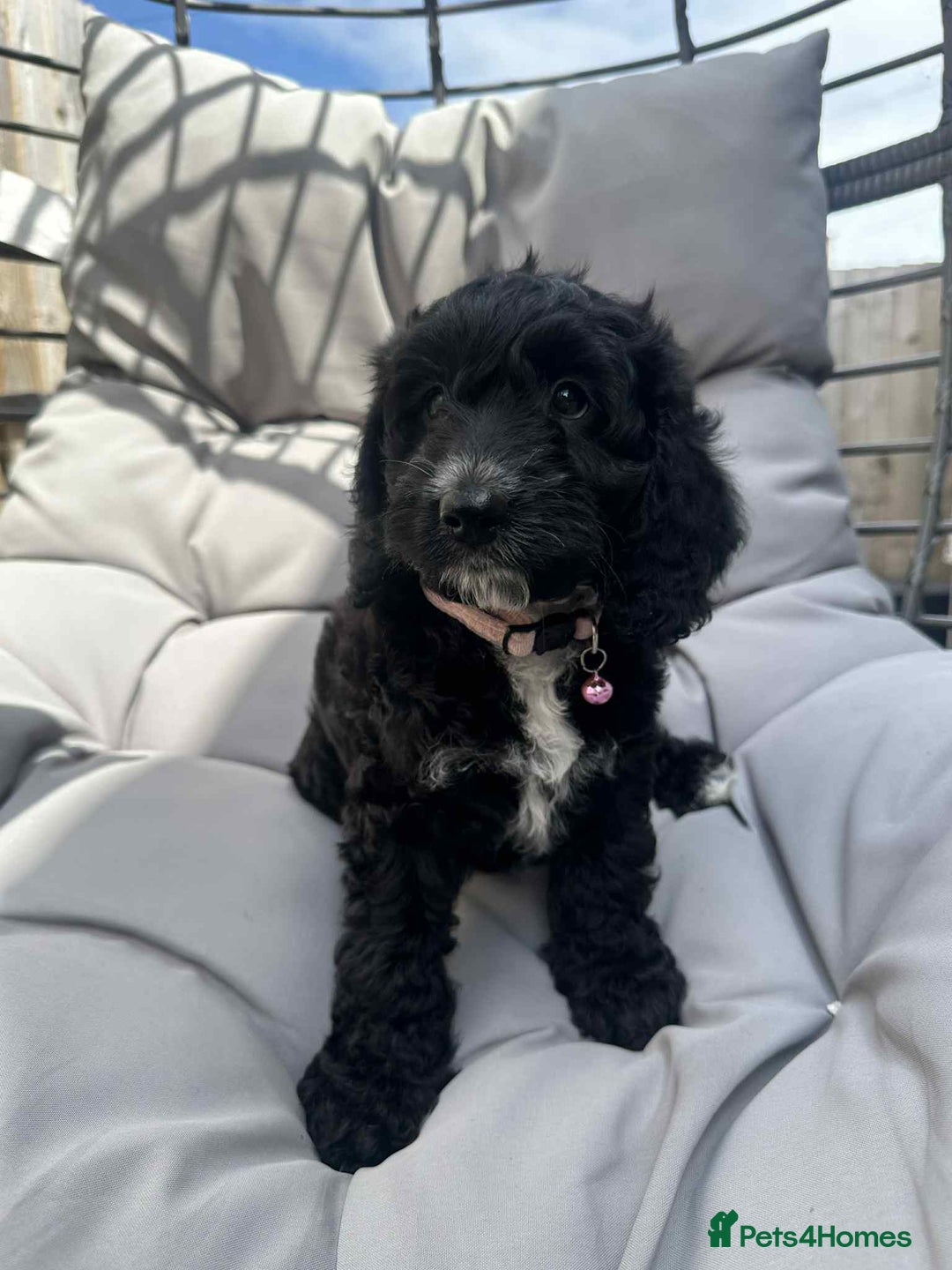 Cockapoo dogs for sale: Boni’s F1b pups, 2 little ones available 🖤🖤 - Image 1