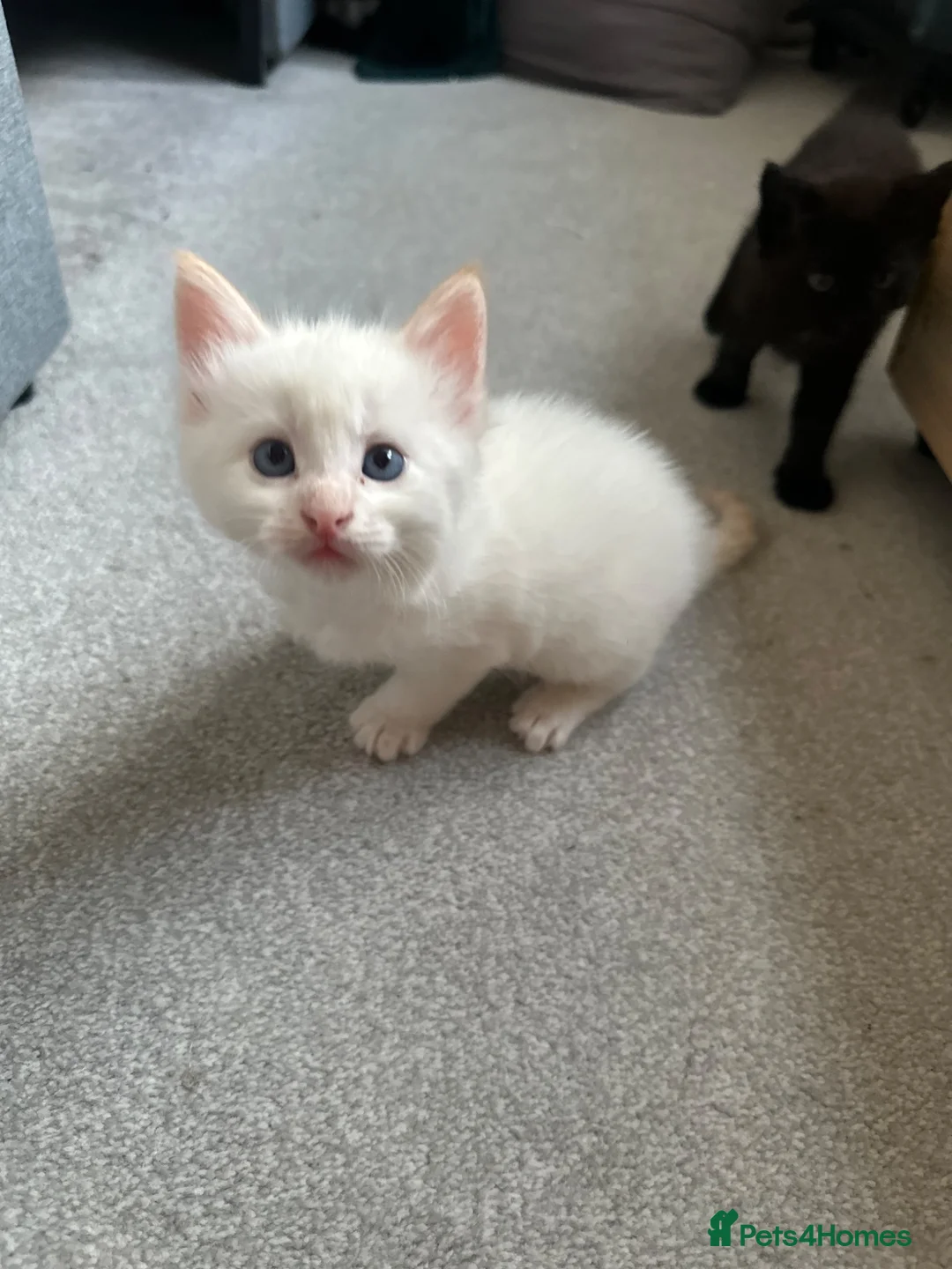British Shorthair cats for sale: 1/2 Maine coon 1/2 British shorthair kittens  - Advert 8