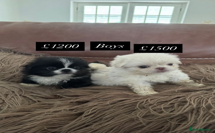 Pekingese dogs - Advert 4