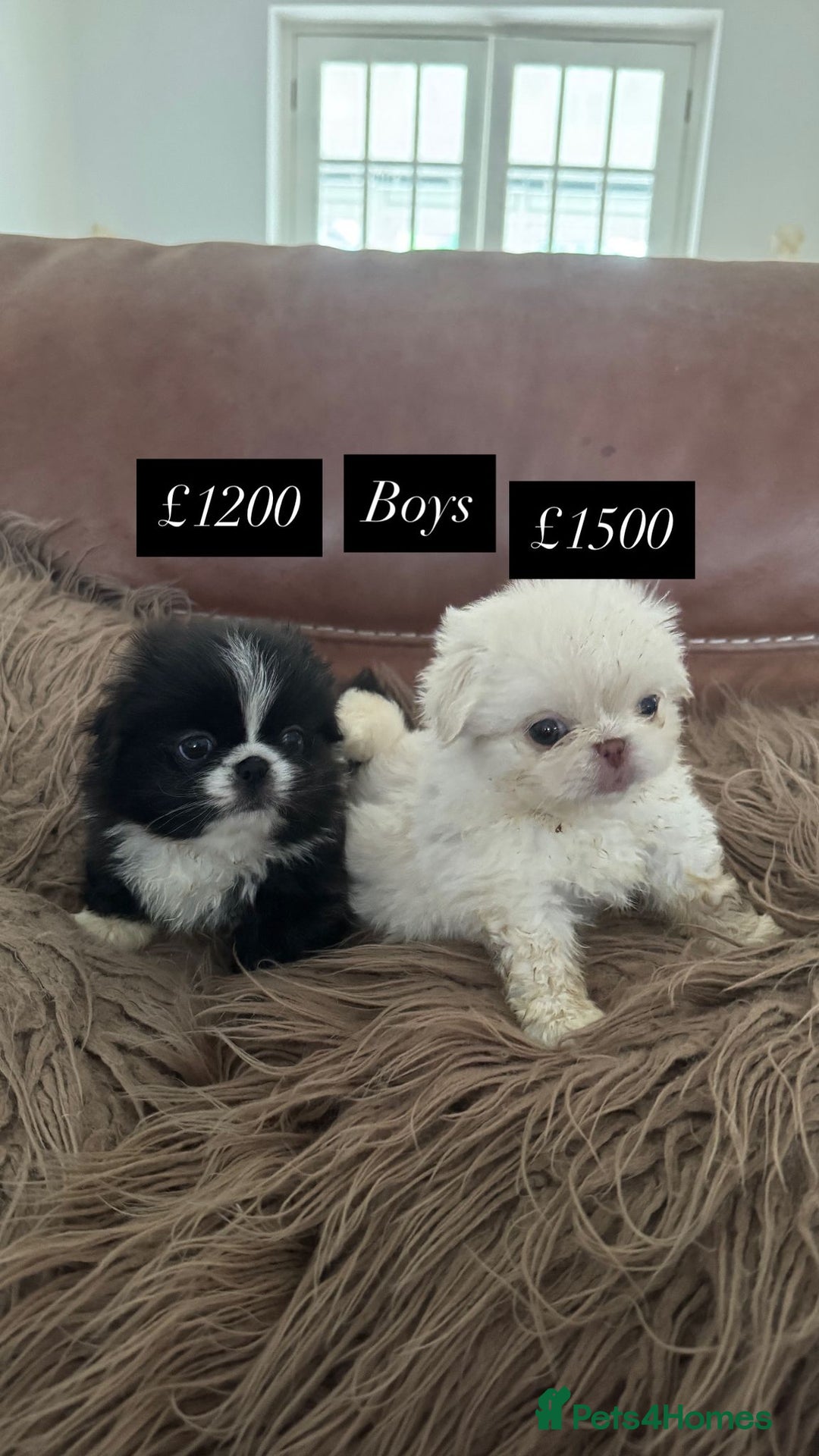 Pekingese dogs for sale: Pekingese puppy (only 1 girl and 1 boy available) - Image 1