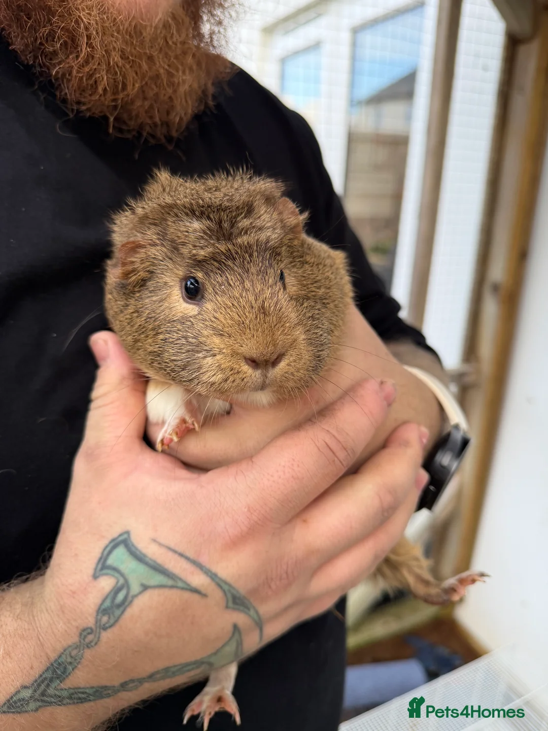 Guinea Pig rodents for sale: 3 Female Guinea Pigs in Helston - Advert 2