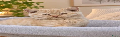 British Shorthair 4