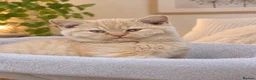 British Shorthair cats for sale: 🌟💞Adorable BSH Kittens 😻❤️ - Advert 6