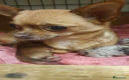 Chihuahua dogs for sale: Beautiful chihuahua puppies  - Image 1