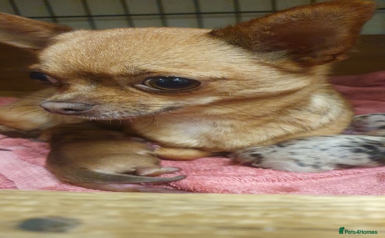 Chihuahua dogs - Advert 2