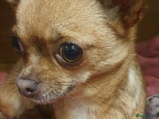 Chihuahua dogs - Advert 5