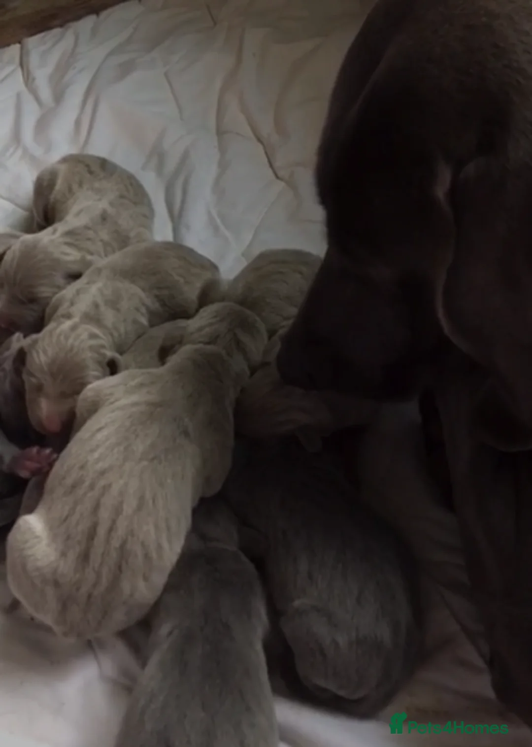 Weimaraner dogs for sale: As on TV: KC Reg Working Weim BLUE and SILVER - Advert 4