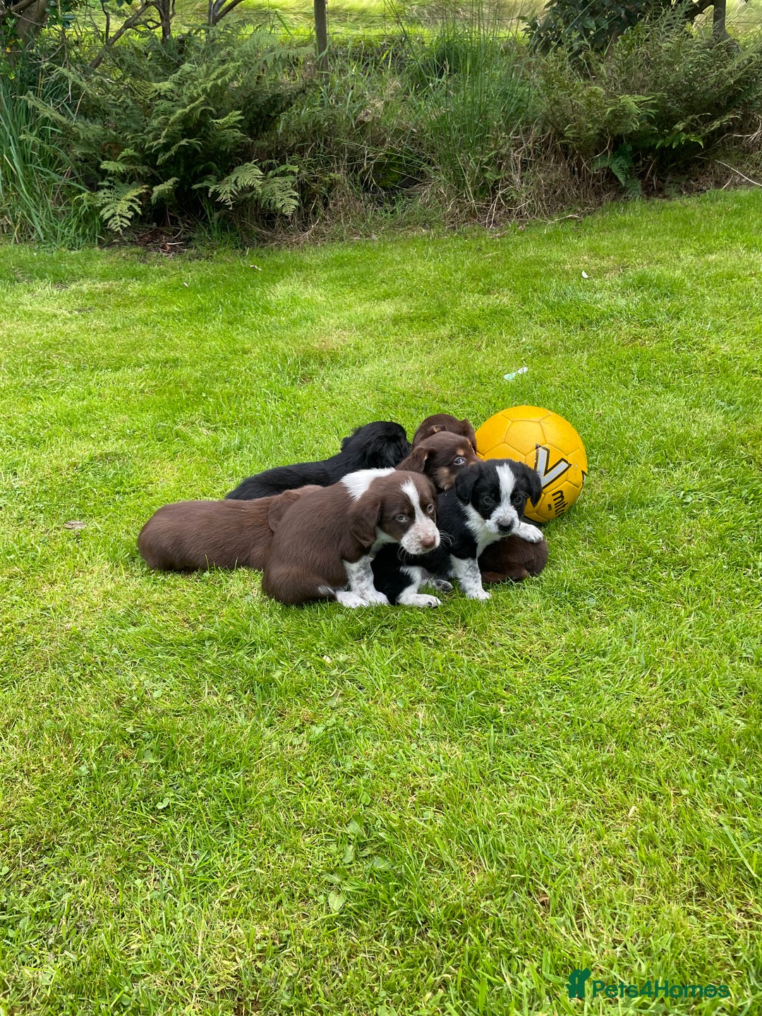 Mixed Breed dogs for sale: Sprollie puppies  - Image 9