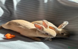 Mixed Breed rabbits for sale: 3 stunning Lop crossed with Double lion mane - Image 7