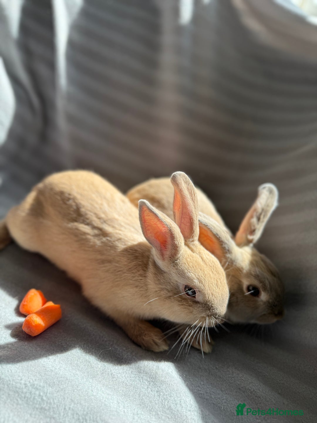 Mixed Breed rabbits for sale: 3 stunning Lop crossed with Double lion mane - Image 7
