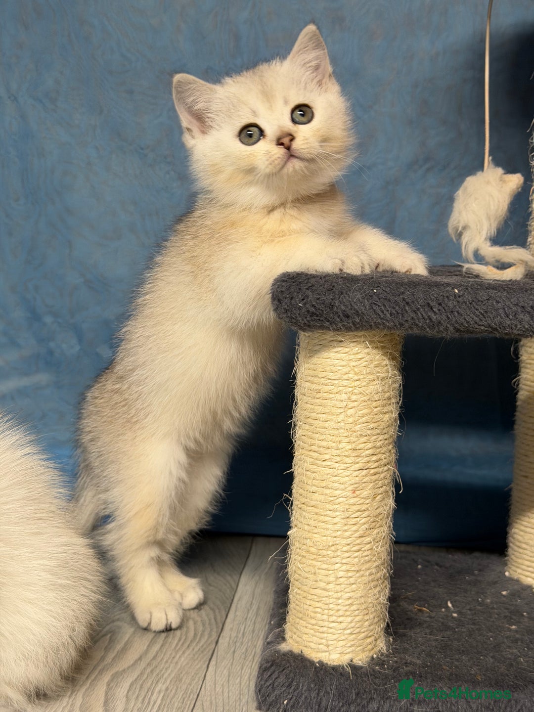 British Shorthair cats for sale: British shorthair silver/golden kittens TICA - Image 9