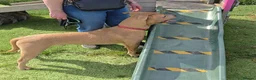 Mixed Breed dogs for sale: Ace The loveable Staffador - Advert 4