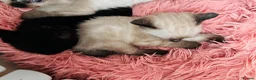 Mixed Breed cats for sale: 😻BEAUTIFUL KITTENS😻 - Advert 6