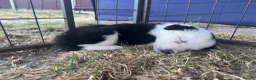 Border Collie dogs for sale: Border collie puppies  - Advert 6
