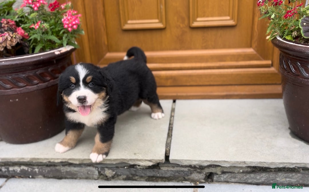 Bernese Mountain Dog dogs for sale: KC Reg Bernese Mountain Dog Puppies - Image 13