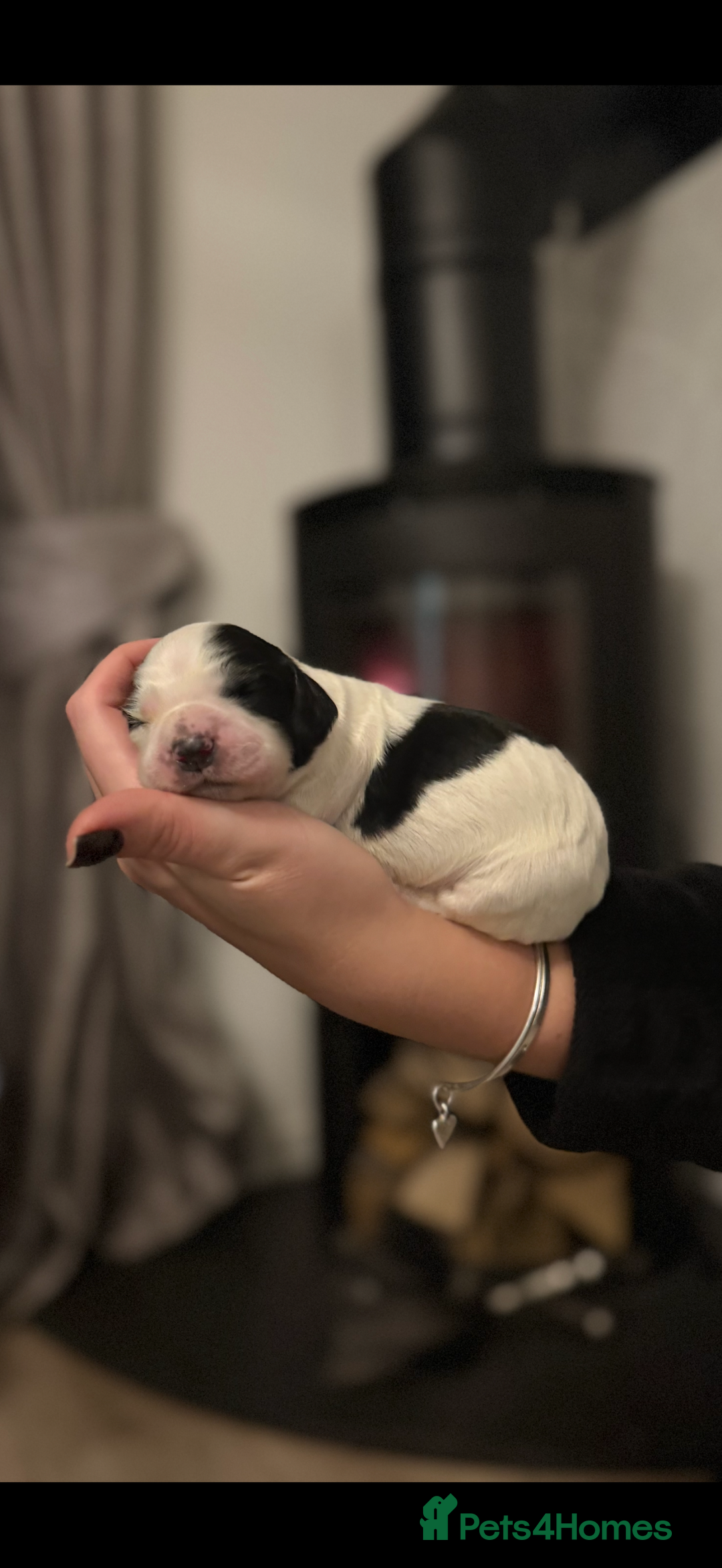 Cocker Spaniel dogs for sale: 7 cocker spaniel puppies for sale  - Advert 15