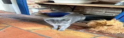 Russian Blue cats for sale: Part Russian Blue 1 Year Old Female (Olive) in Eye - Advert 2