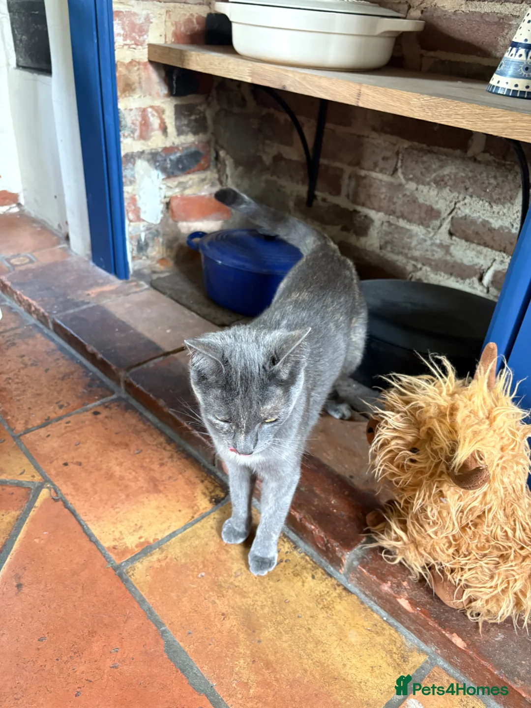 Russian Blue cats for sale: Part Russian Blue 1 Year Old Female (Olive) in Eye - Advert 2