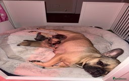 French Bulldog dogs for sale: 🐾 Adorable French Bulldog Puppies Available! 🐾 - Image 2