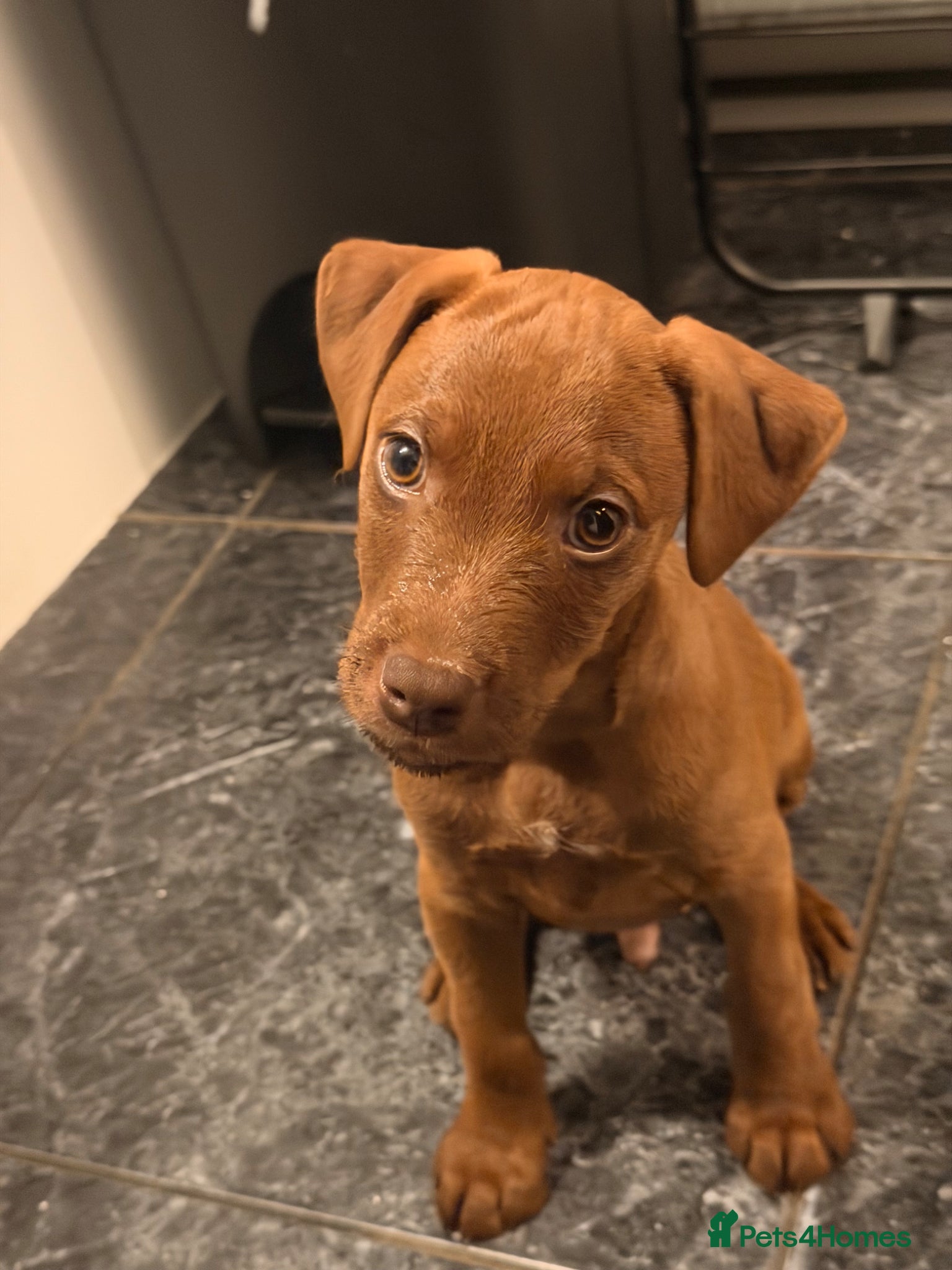 Mixed Breed dogs Patterdale x Wheaton - Advert 1