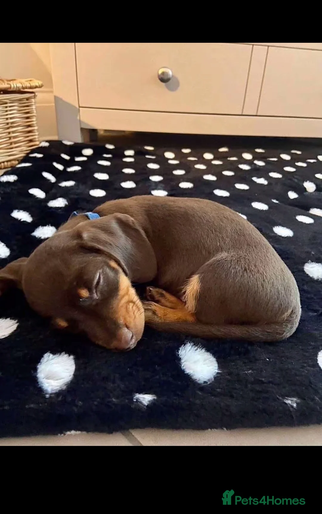 Miniature Dachshund dogs for sale: Stunning Litter of Mniature Dachshund Puppies - Advert 20